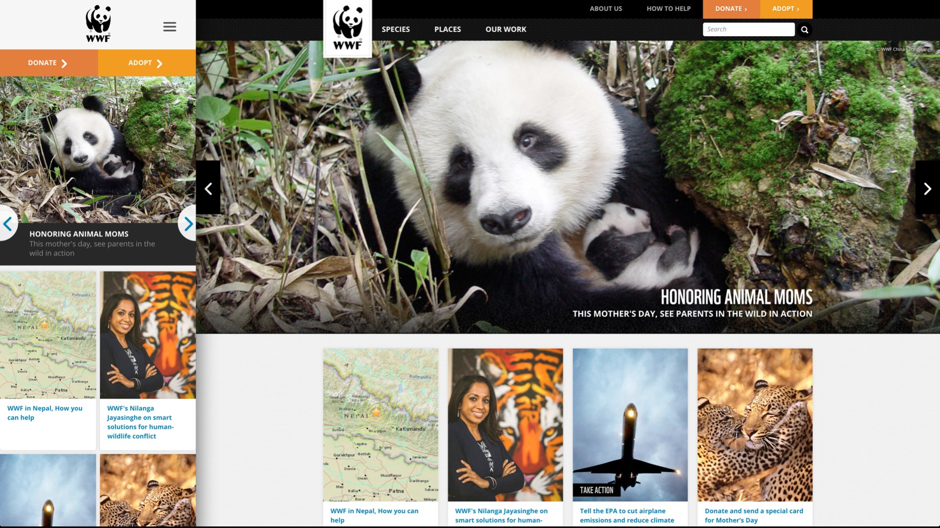 Screenshot of the World Wildlife Foundation website at small and large viewport sizes, with the header image cropped to two different aspect ratios